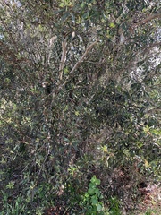 Morella cerifera image