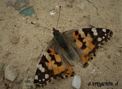 Vanessa cardui
