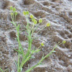 Helenium thurberi