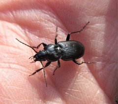 Pterostichus mutus