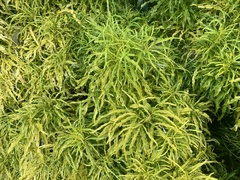 Melicope denhamii