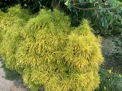 Melicope denhamii