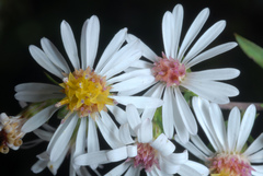 Symphyotrichum — photo 3