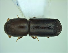 Xyleborus glabratus