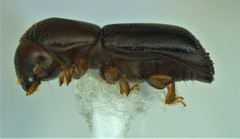 Xyleborus glabratus