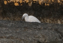 Egretta garzetta