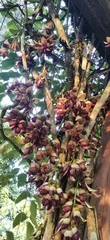 Mucuna macrocarpa