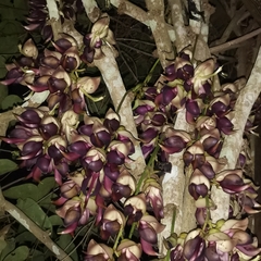 Mucuna macrocarpa