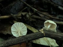 Marasmiellus alliiodorus