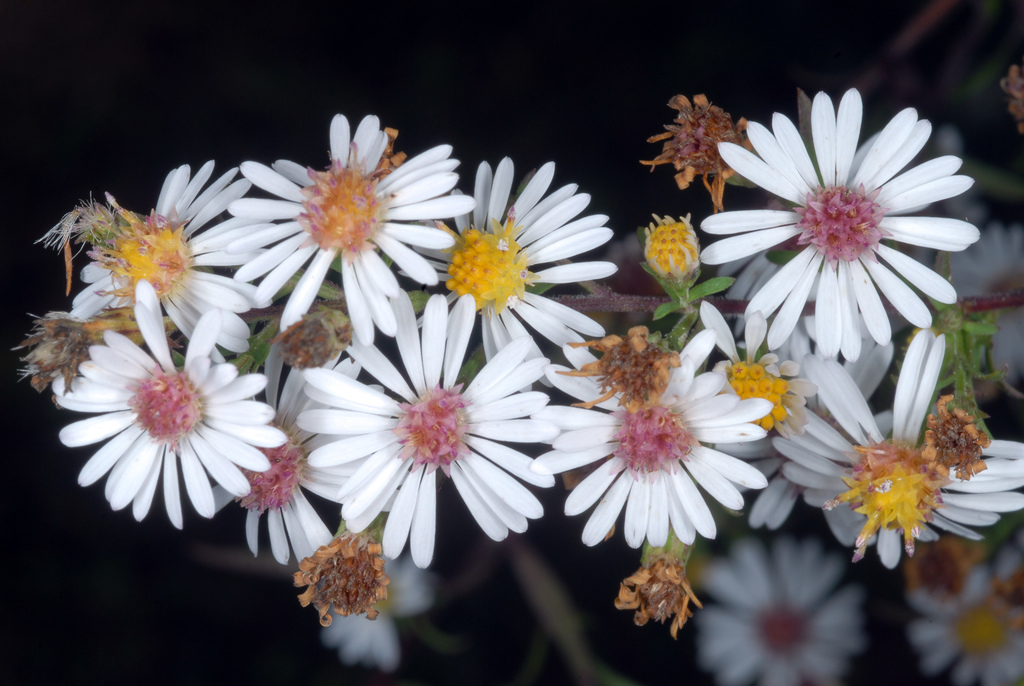 old field asters