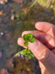 Chrysosplenium americanum