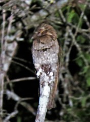 Nyctibius jamaicensis