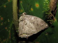 Polygrapha cyanea silvaorum