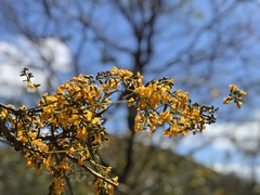 Pterocarpus michelianus