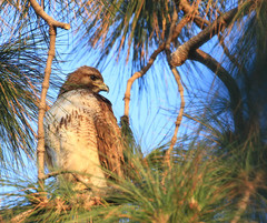 Buteo jamaicensis