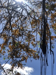 Pterocarpus michelianus