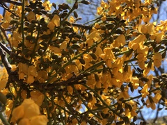 Pterocarpus michelianus