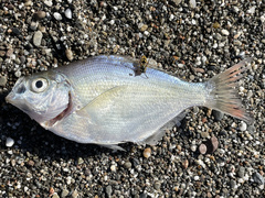 Hyperprosopon ellipticum