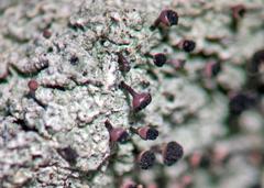 Calicium hyperelloides