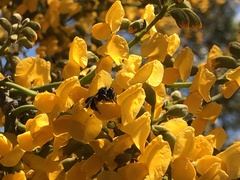 Pterocarpus michelianus