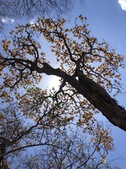 Pterocarpus michelianus