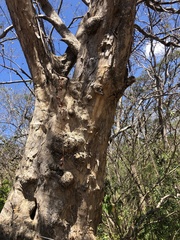 Pterocarpus michelianus