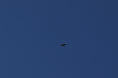 Tachycineta albilinea