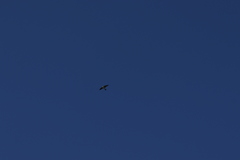 Tachycineta albilinea