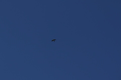 Tachycineta albilinea