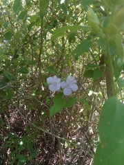 Barleria obtusa