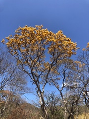 Pterocarpus michelianus