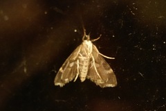 Hymenia perspectalis