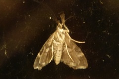 Hymenia perspectalis