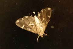 Hymenia perspectalis