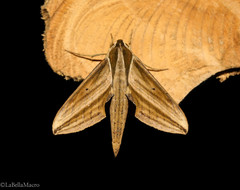 Xylophanes isaon