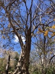 Pterocarpus michelianus