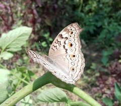 Junonia atlites