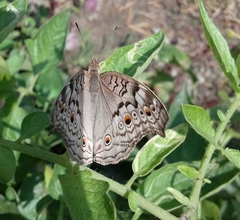 Junonia atlites