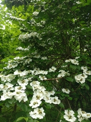 Viburnum plicatum