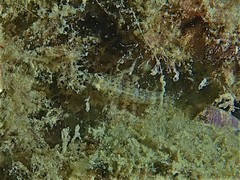 Helcogramma decurrens