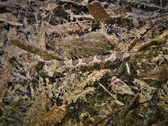 Dactylopus dactylopus