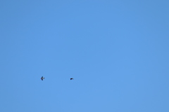 Tachycineta albilinea