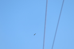 Tachycineta albilinea