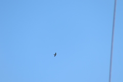 Tachycineta albilinea