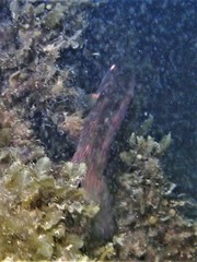 Notolabrus parilus