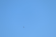 Tachycineta albilinea