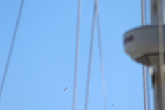 Tachycineta albilinea