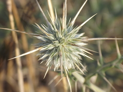 Echinops echinatus