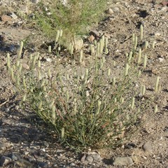 Dalea albiflora