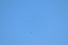 Tachycineta albilinea